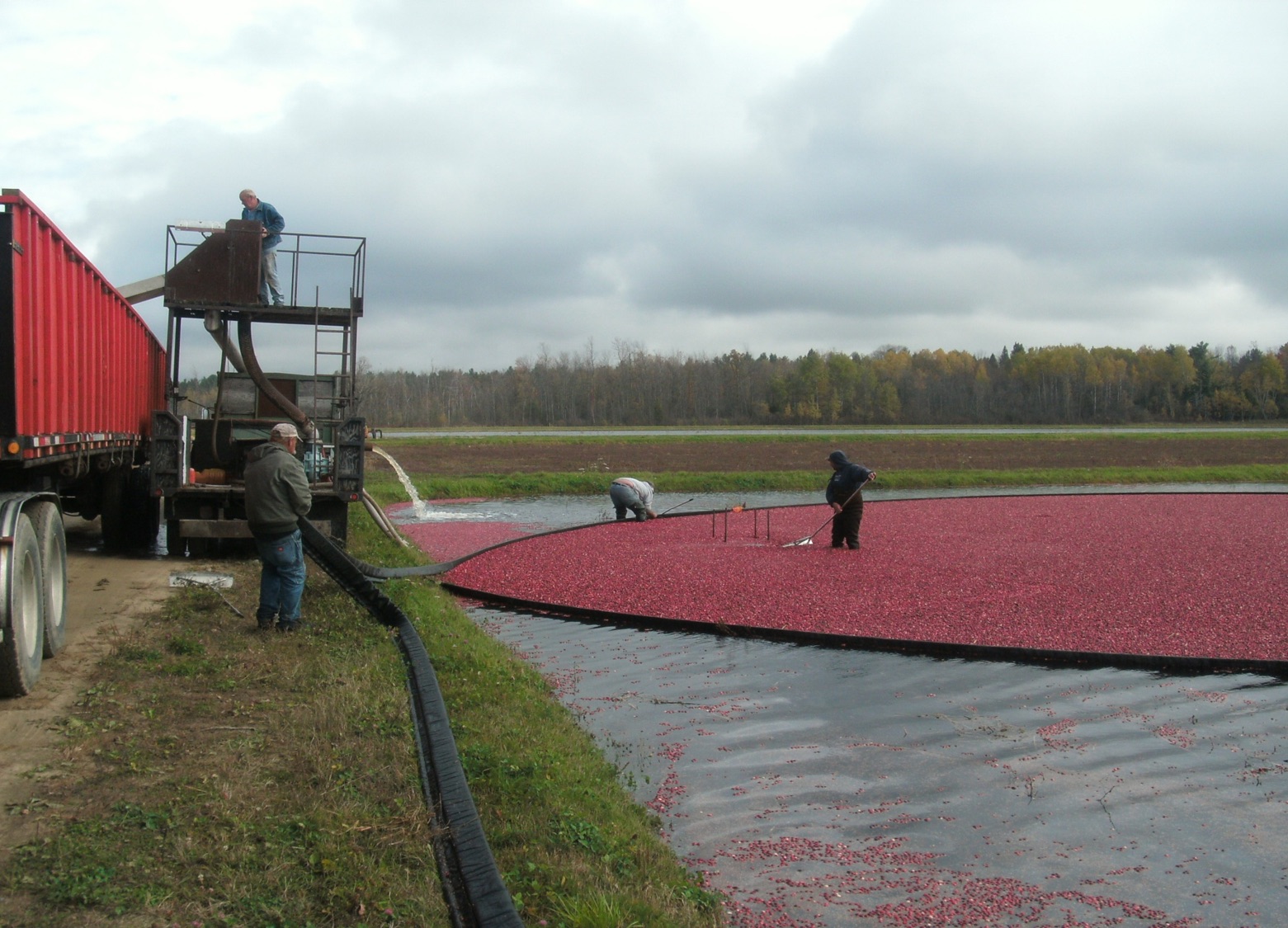 A harvest of North Country cranberries News, Sports, Jobs